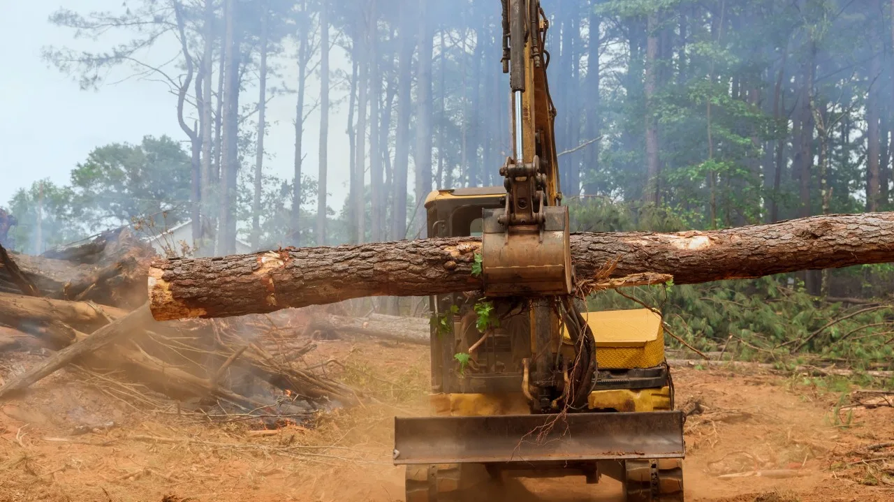 The Urgent Cost of Deforestation: What the Numbers Are Telling Us